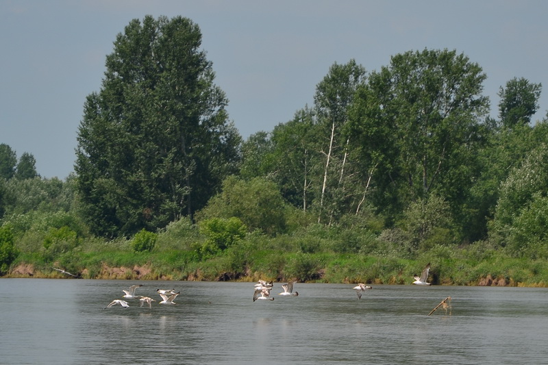 Manewry 2014 wisla 0136